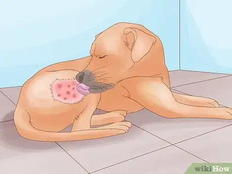 Imagen titulada Diagnose and Treat Your Dog's Itchy Skin Problems Step 2