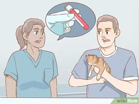 Imagen titulada Diagnose the Cause of a Swollen Abdomen in Cats Step 6