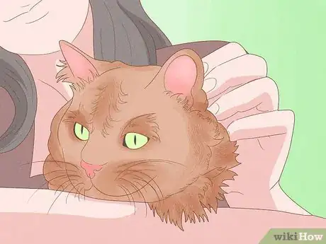 Imagen titulada Apologize to a Cat Step 5