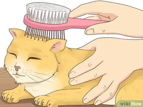 Imagen titulada Bathe a Cat Without Water Step 10