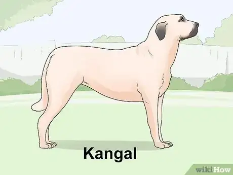 Imagen titulada Identify a Mastiff Step 23