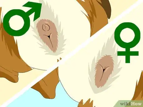 Imagen titulada Determine the Sex of a Guinea Pig Step 6