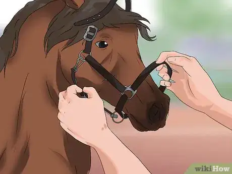 Imagen titulada Halter a Horse Step 8