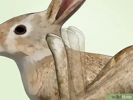 Imagen titulada Get Rid of Mites on Rabbits Step 11
