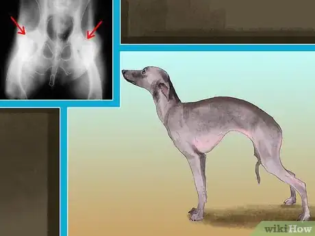 Imagen titulada Care for an Italian Greyhound Step 11