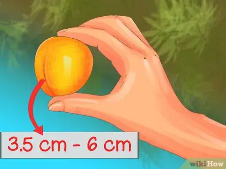 Imagen titulada Select and Store Apricots Step 3