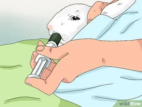 Imagen titulada Tell if Your Rabbit Has Weepy Eye Step 7