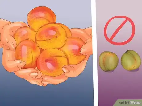 Imagen titulada Select and Store Apricots Step 2