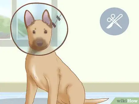 Imagen titulada Care for a Belgian Malinois Step 20