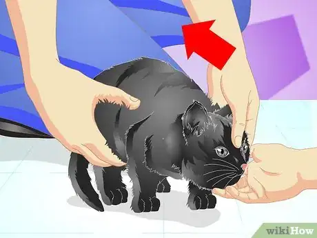 Imagen titulada Vaccinate a Kitten Step 7