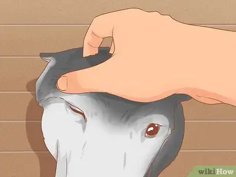 Imagen titulada Talk to a Dog Step 3