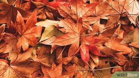 Imagen titulada Paint Leaves Step 1