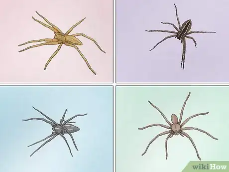 Imagen titulada Identify a Nursery Web Spider Step 2