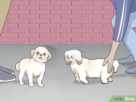 Imagen titulada Breed Shih Tzus Step 9