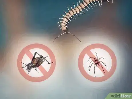 Imagen titulada Get Rid of Centipedes Step 6