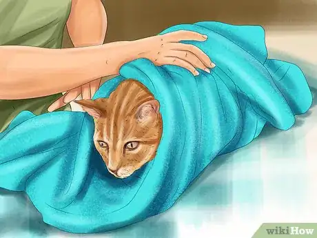Imagen titulada Give Gabapentin to Cats with Cancer Step 2