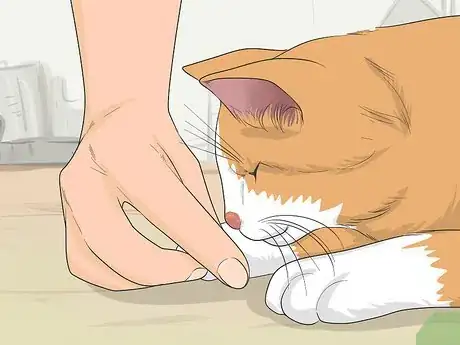 Imagen titulada Tame a Feral Cat Step 8