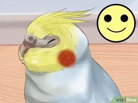 Imagen titulada Massage a Cockatiel Step 7