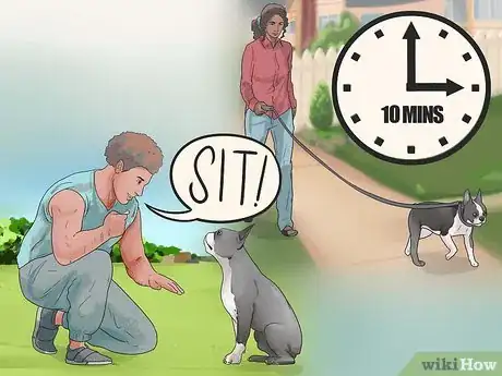 Imagen titulada Train Boston Terriers Step 13