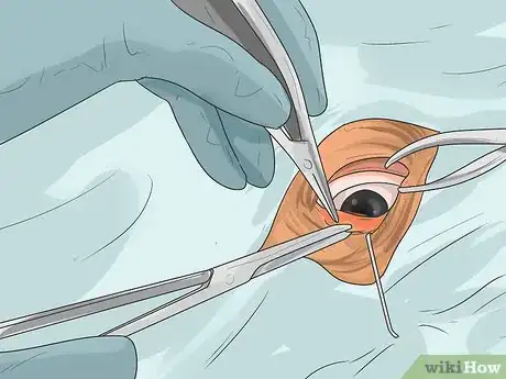 Imagen titulada Treat Eye Problems in Pugs Step 11