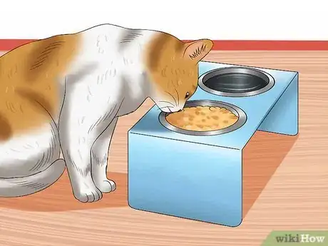 Imagen titulada Get Your Cat Out of the Malnutrition Stage Step 6