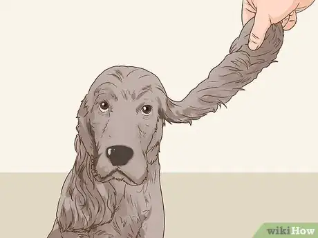 Imagen titulada Clean a Cocker Spaniel's Ears Step 3