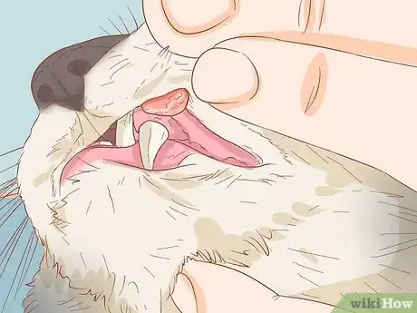 Imagen titulada Diagnose and Treat Mouth Ulcers in Cats Step 1