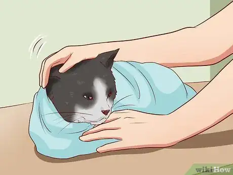 Imagen titulada Open a Cat's Mouth Step 9