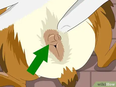 Imagen titulada Determine the Sex of a Guinea Pig Step 7