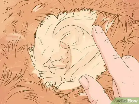 Imagen titulada Clean a Cocker Spaniel's Ears Step 8