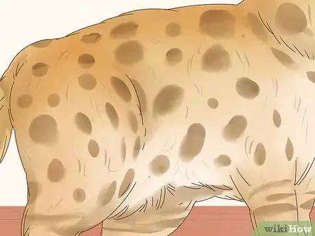 Imagen titulada Identify a Bengal Cat Step 2