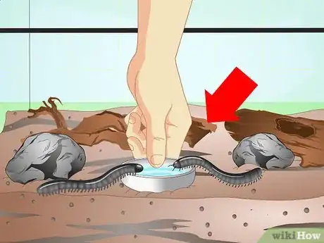 Imagen titulada Make a Millipede Habitat Step 15