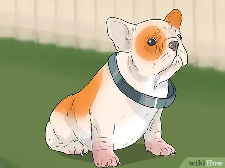 Imagen titulada Start Walking Your Puppy Step 2