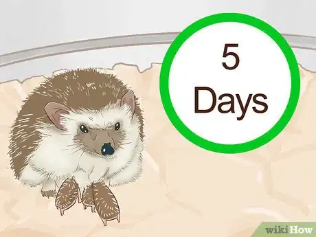 Imagen titulada Breed Hedgehogs Step 12