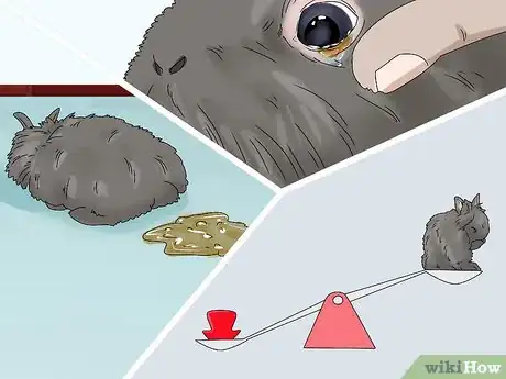 Imagen titulada Care for Lionhead Rabbits Step 13