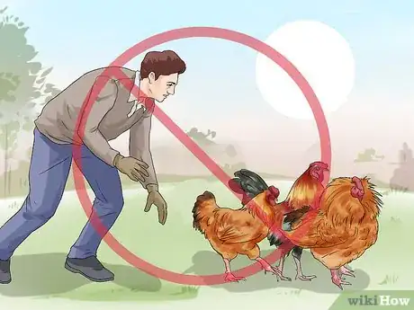 Imagen titulada Protect Yourself from an Attacking Rooster Step 6