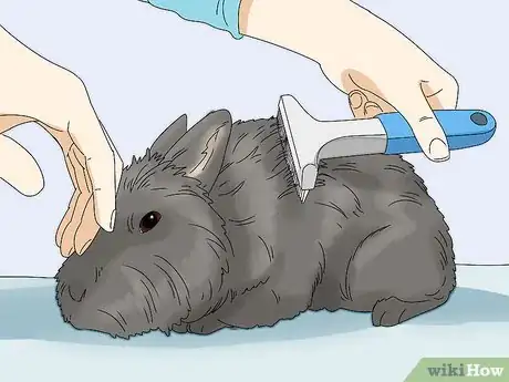 Imagen titulada Care for Lionhead Rabbits Step 11
