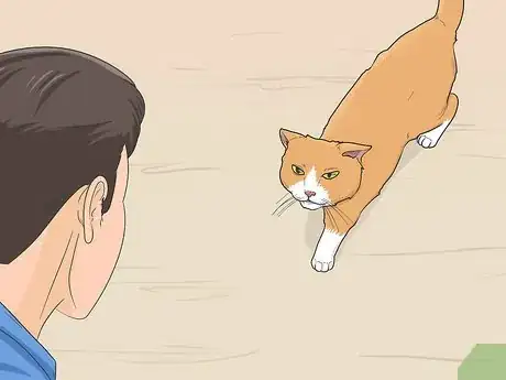 Imagen titulada Tame a Feral Cat Step 7