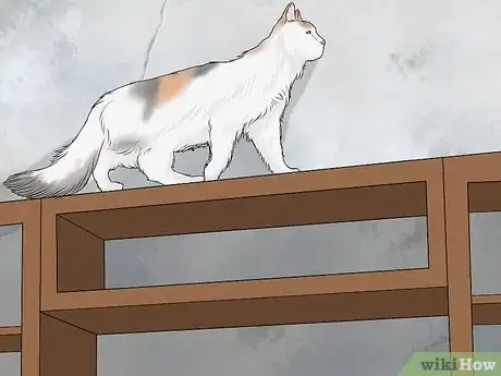Imagen titulada Identify a Turkish Van Step 11