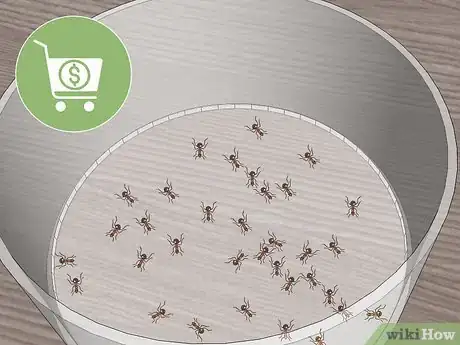 Imagen titulada Care for Ants Step 5
