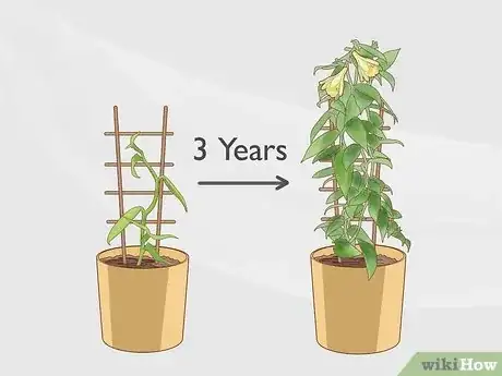 Imagen titulada Make a Vanilla Orchid Plant Bloom Step 1