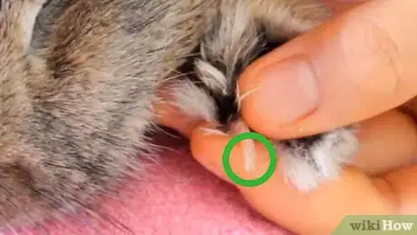 Imagen titulada Cut a Rabbit's Claws Step 11