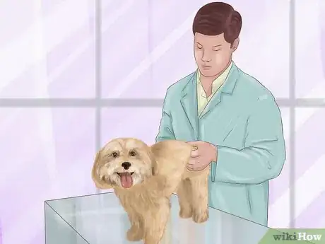 Imagen titulada Express a Dog's Anal Gland Step 7