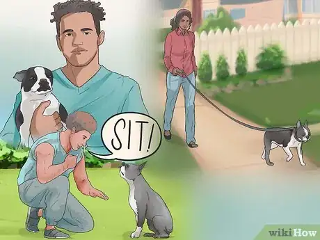 Imagen titulada Train Boston Terriers Step 17