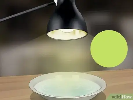 Imagen titulada Make a Flea Trap Step 7