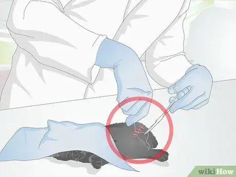 Imagen titulada Take Care of a Kitten with a Broken Leg Step 10