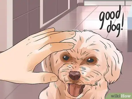 Imagen titulada Train Goldendoodles Step 6