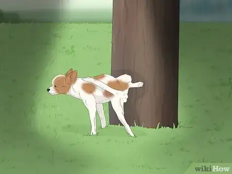 Imagen titulada Potty Train a Chihuahua Step 7