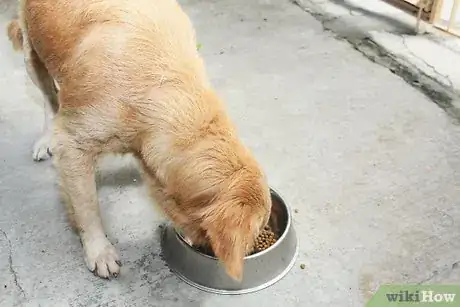 Imagen titulada Feed Your Dog Naturally Step 1