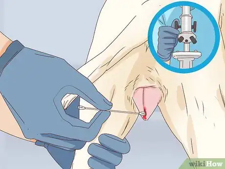 Imagen titulada Know if a Female Dog Is Fertile Step 4